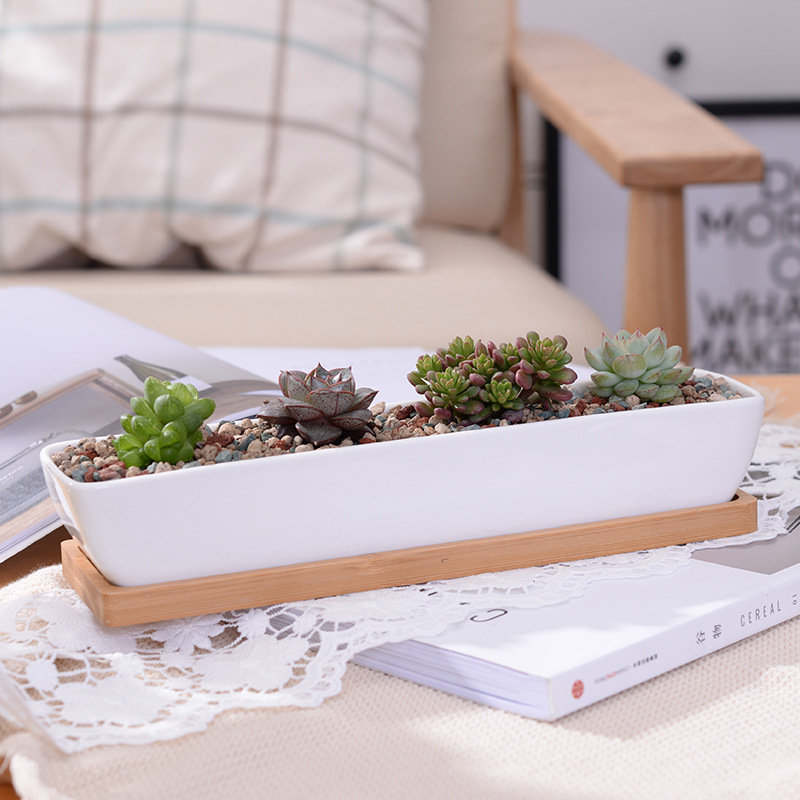 Cactus Mix Pot - Lange rechthoekige witte keramische succulente plantenbak