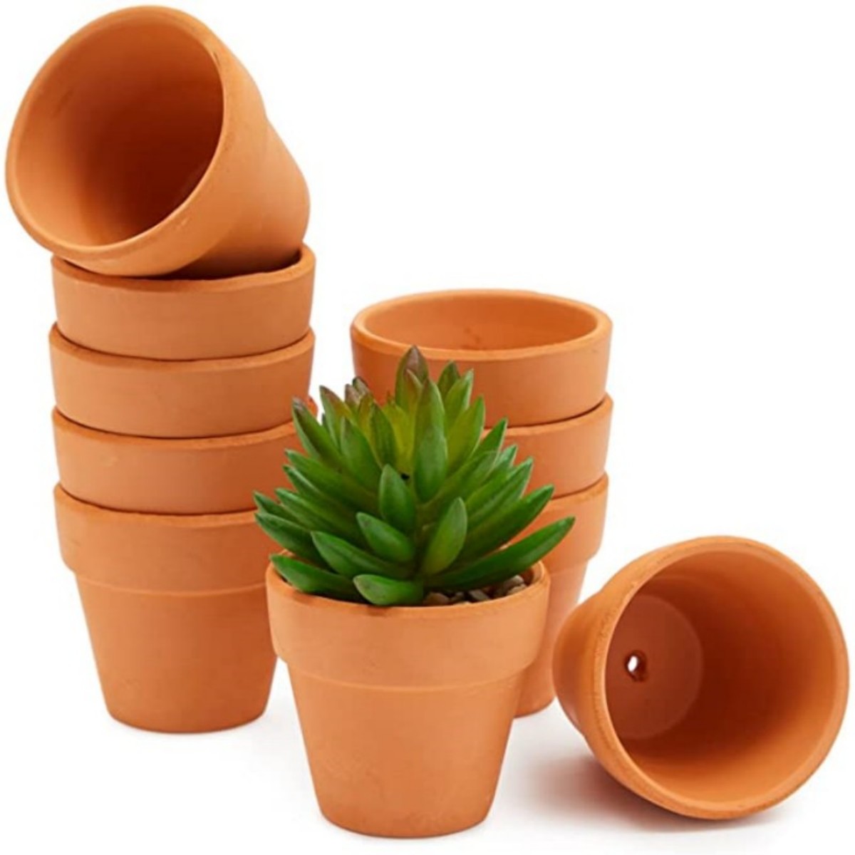 Cactus Mix Pot - 16 stuks 1,8 '' Terra Cotta