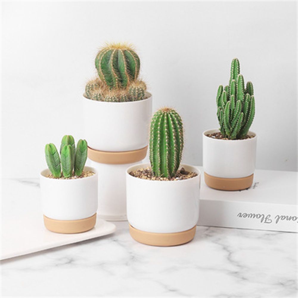 Ronde Cactus Vetplanten Tuinbe - Cactus Mix Pot recensie en prijs