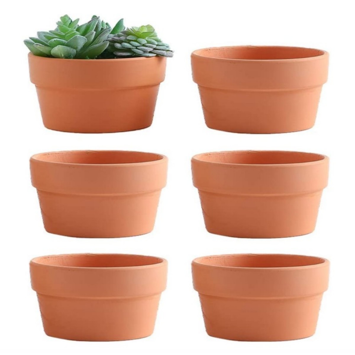 6 Stuks Terracotta Buldpotten  - Cactus Mix Pot recensie en prijs