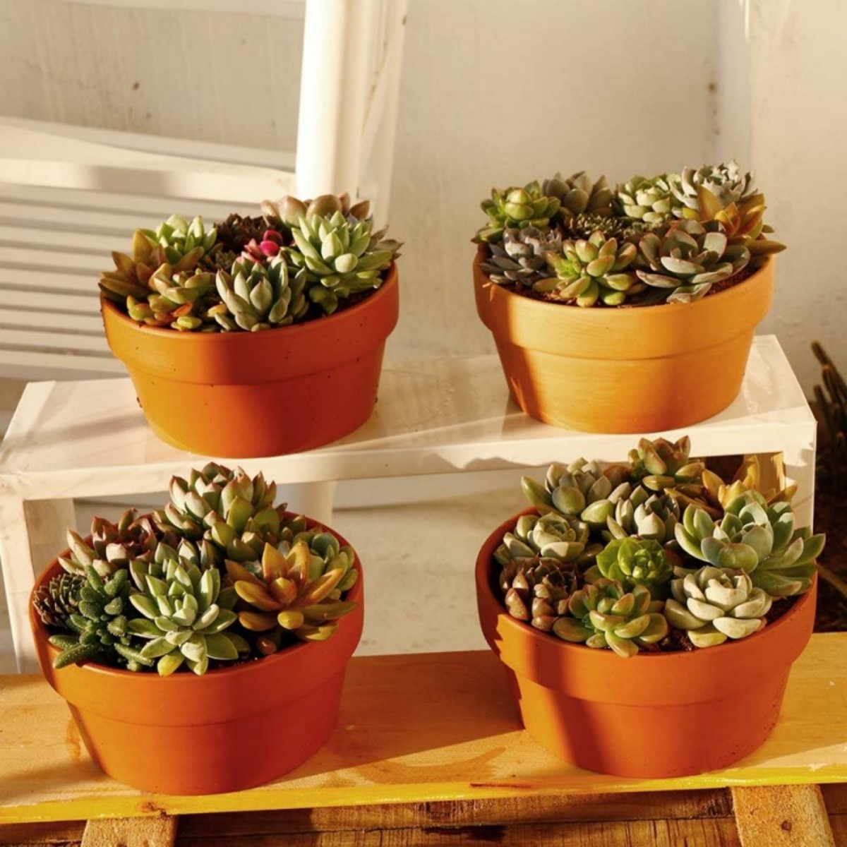 6 Stuks Terracotta Buldpotten  - Cactus Mix Pot recensie en prijs