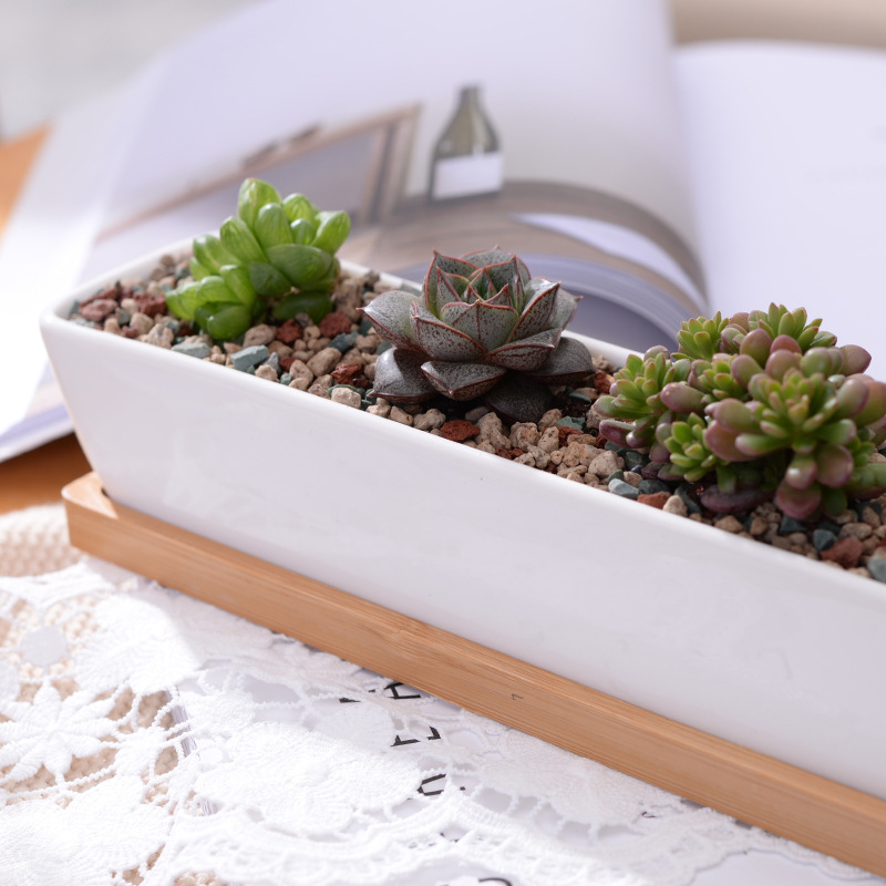 Lange rechthoekige witte keram - Cactus Mix Pot recensie en prijs