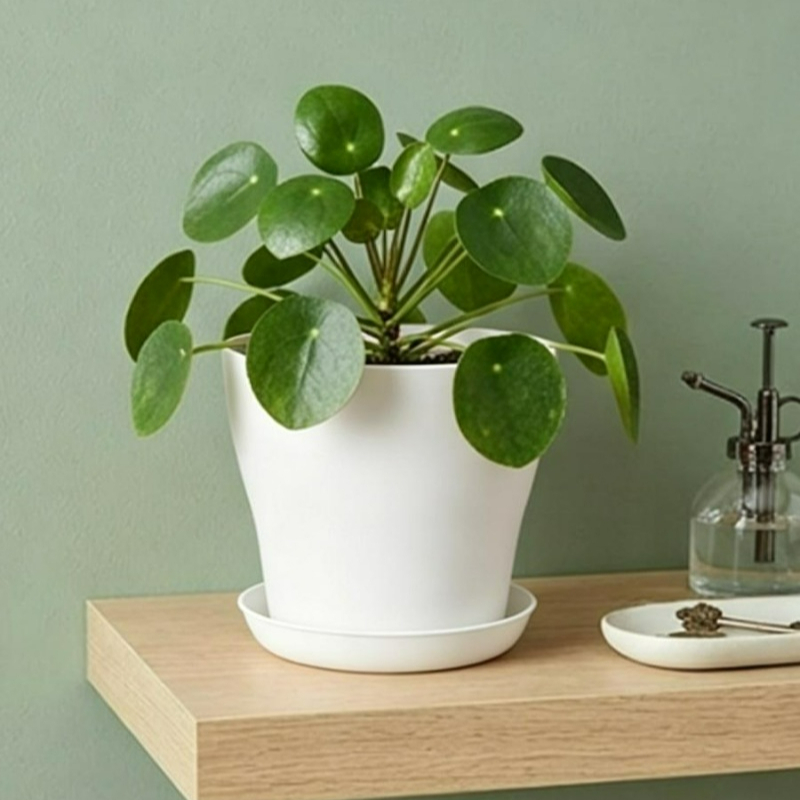 Plantenset met drainagegaten e - Cactus Mix Pot recensie en prijs