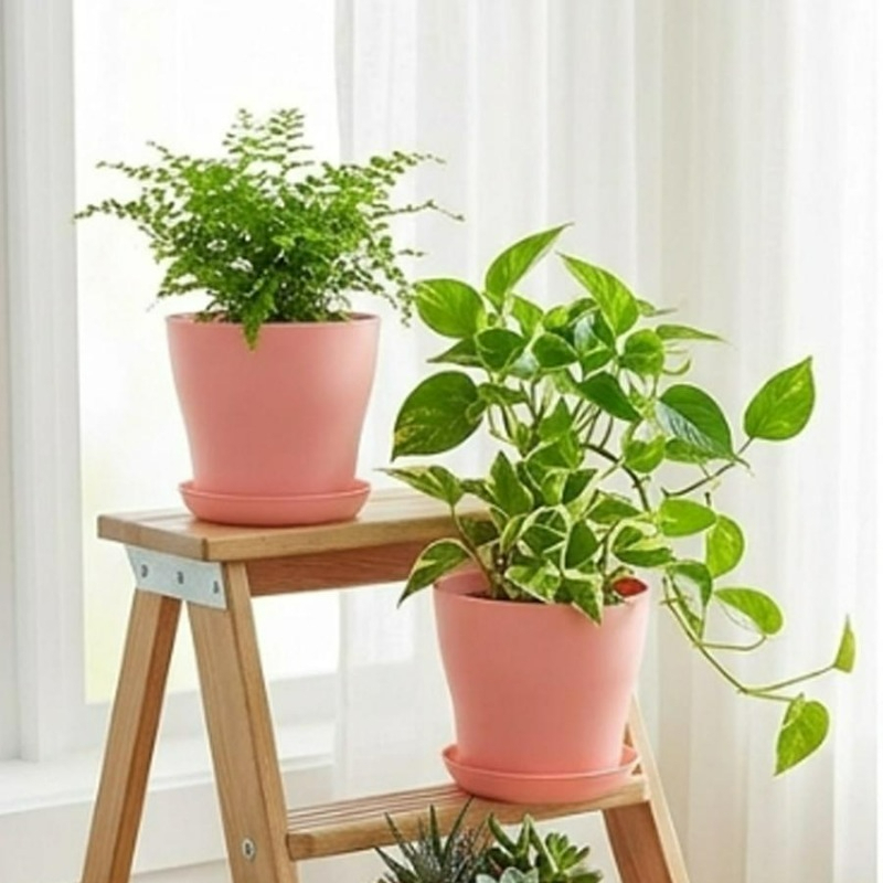 Plantenset met drainagegaten e - Cactus Mix Pot recensie en prijs